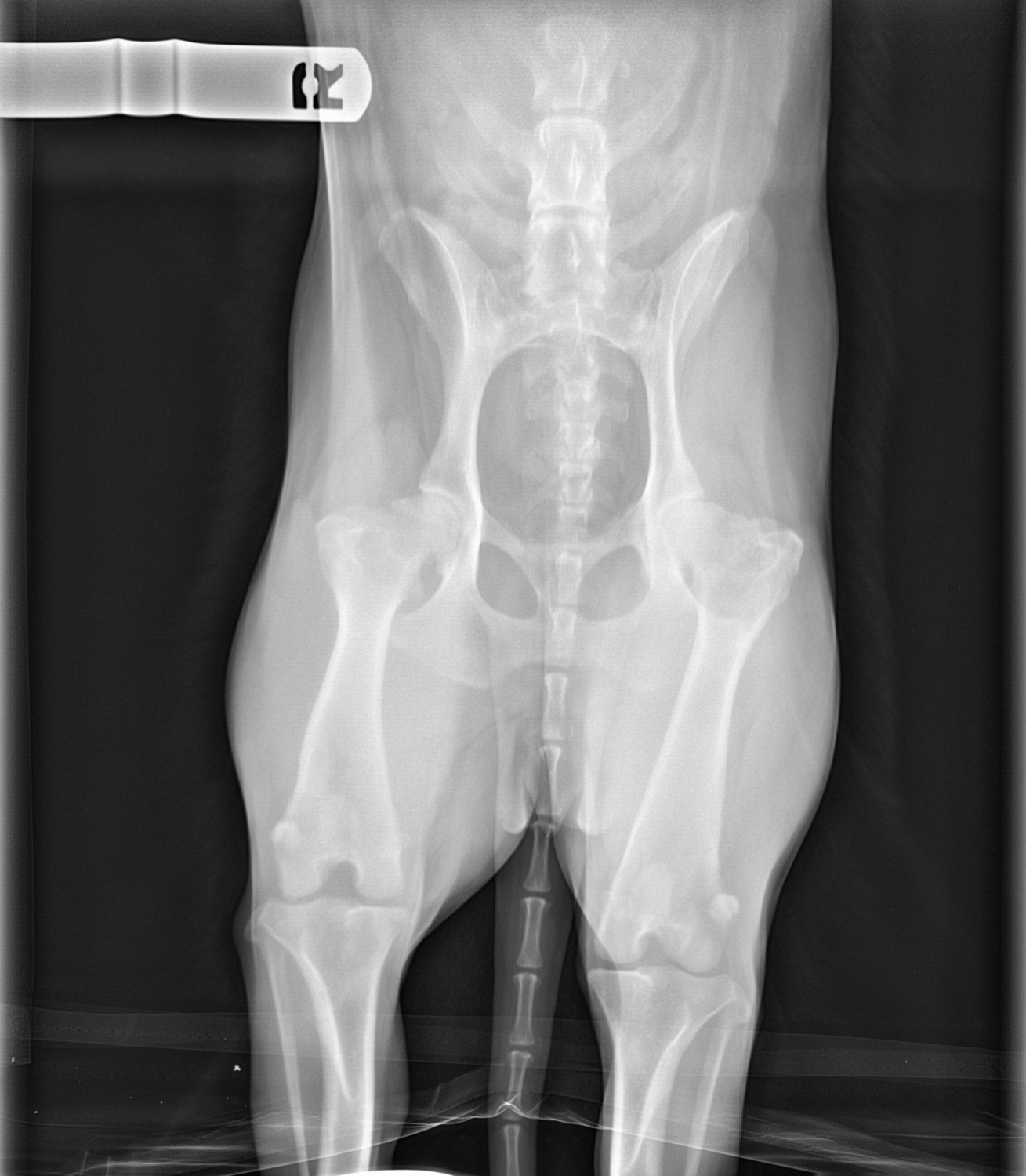 radiograph