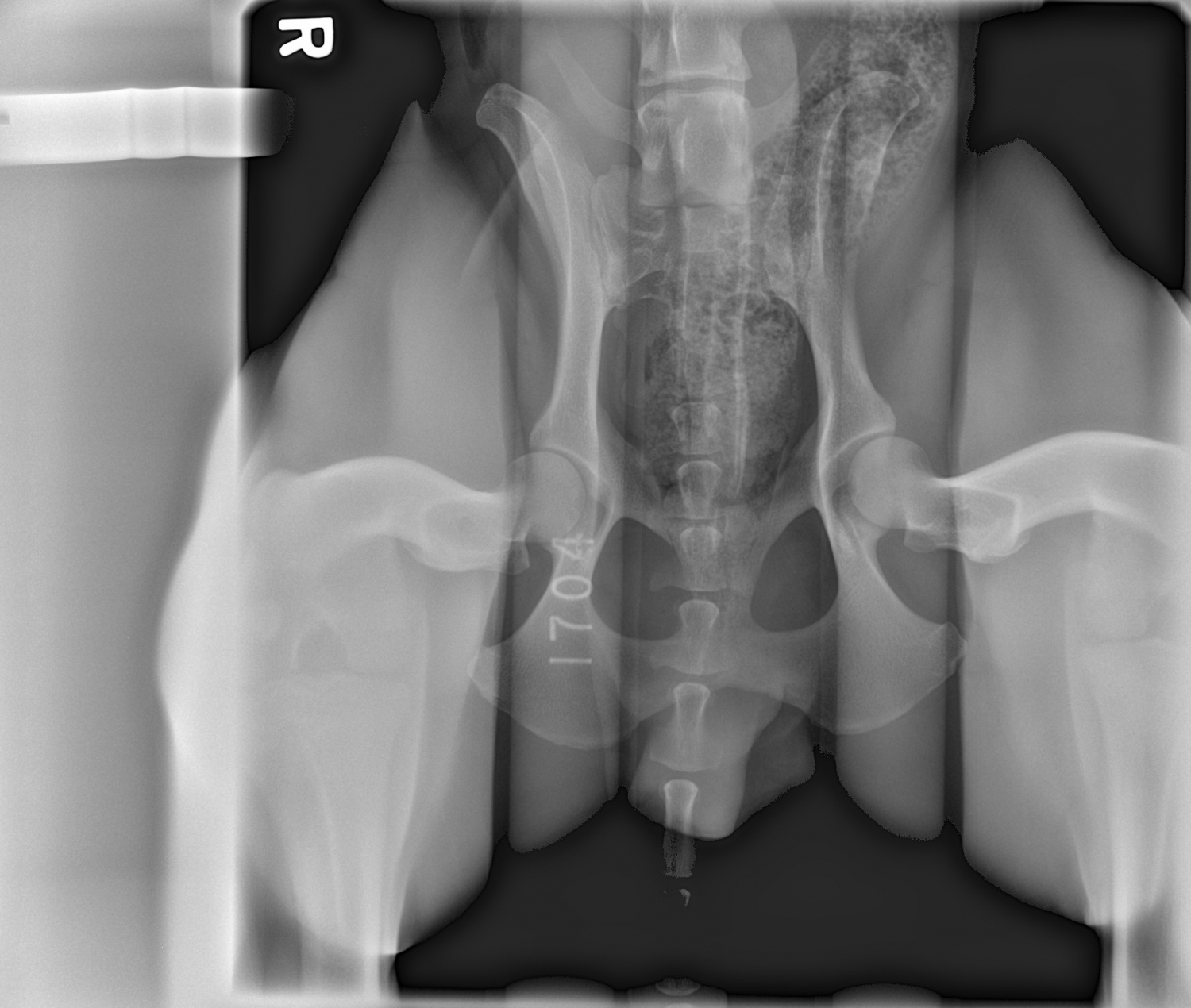 radiograph