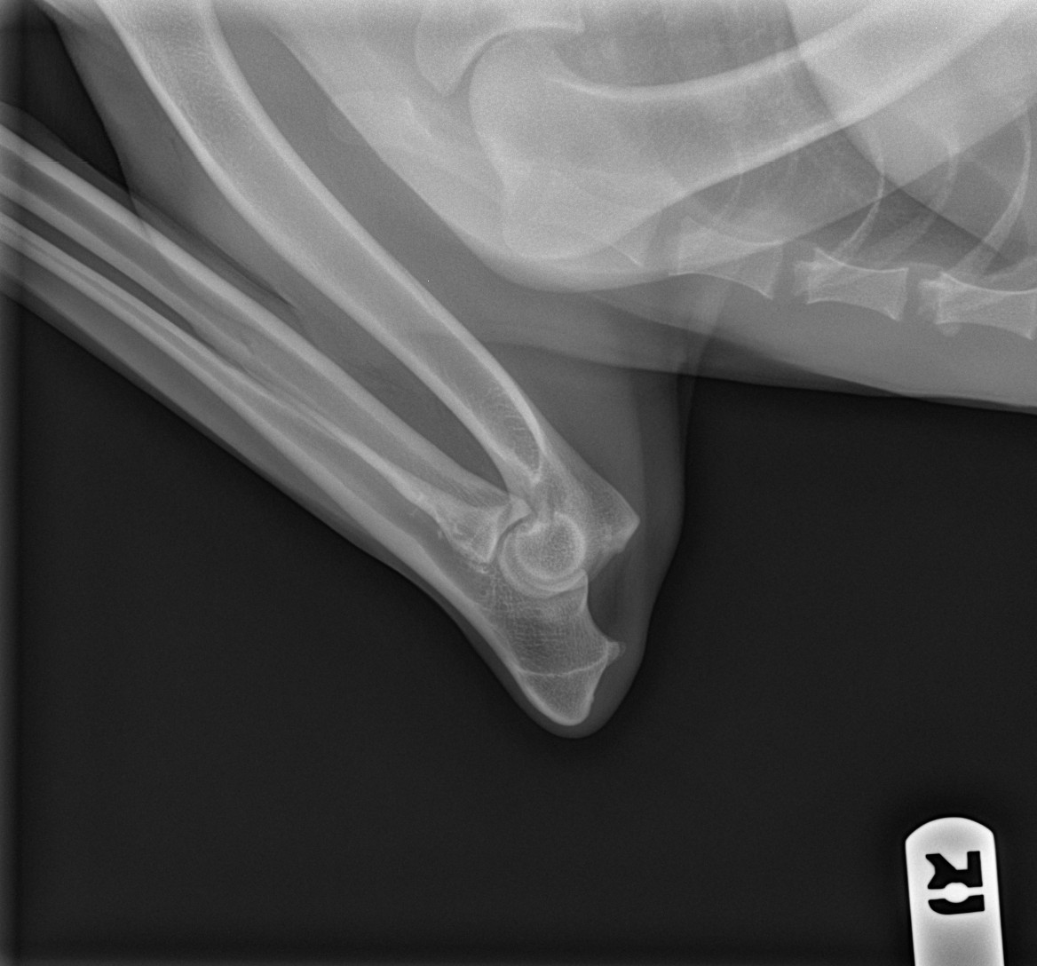 radiograph