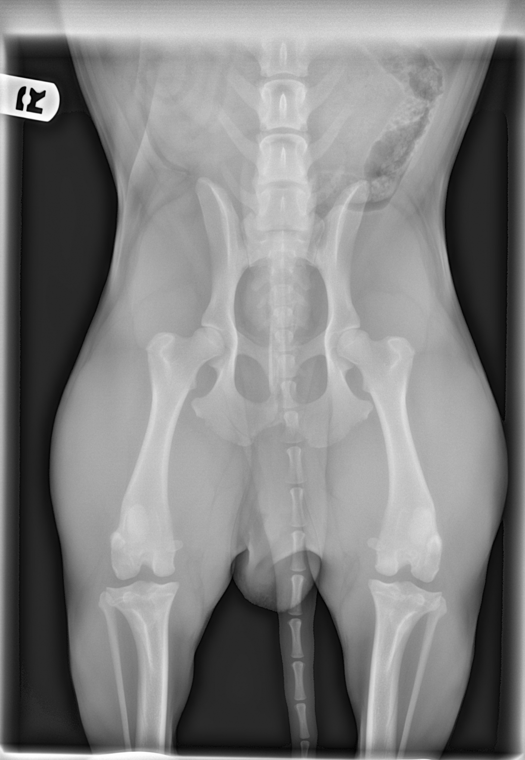 radiograph