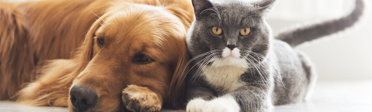 Cornell Road Veterinary Clinic - Dog & Cat Banner Image