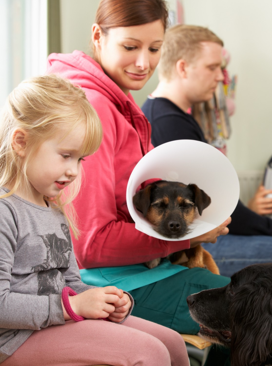 Waiting room - dog with cone post-surgery