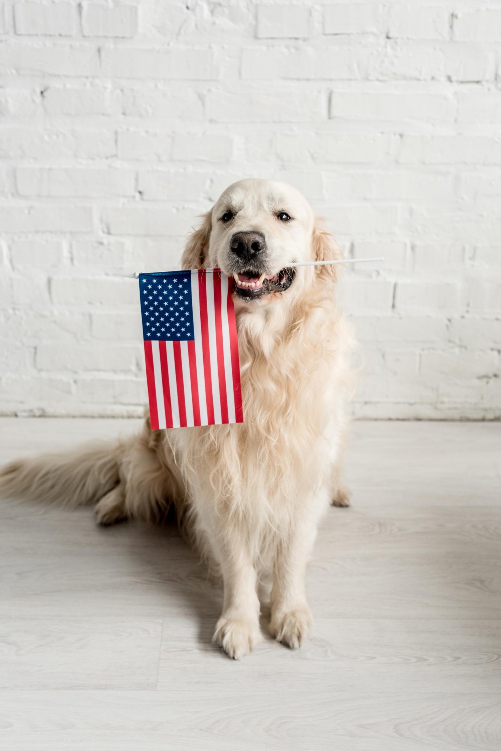 Dog with American Flag