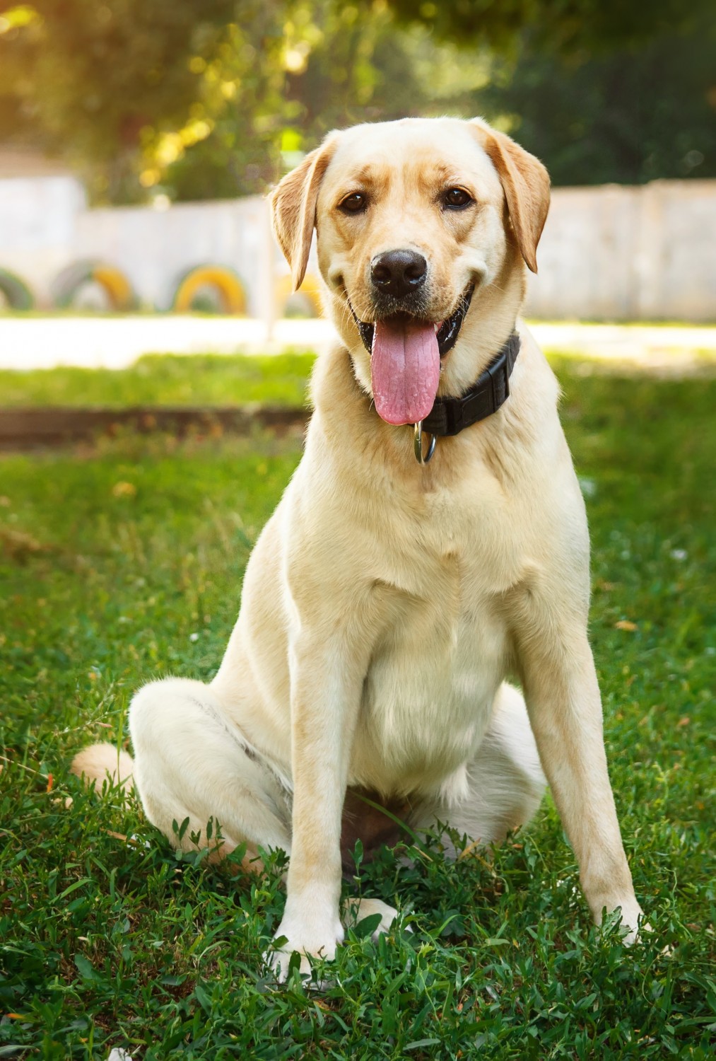 Dog sitting in grass on a summer day