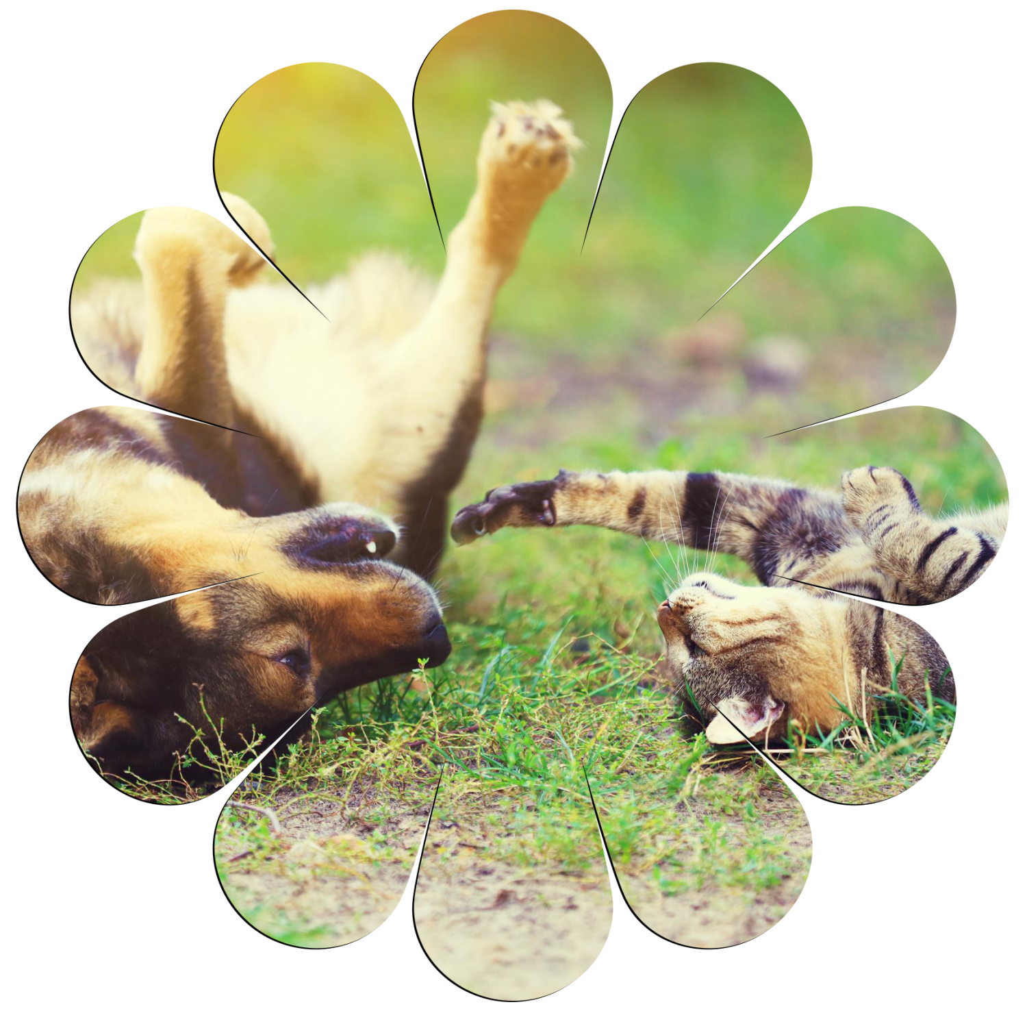 Spring Flower Graphic - Dog & Cat in Grass