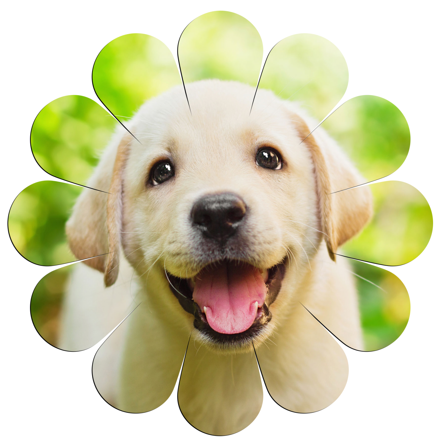 Puppy - Spring Flower Image